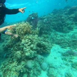 Red Sea Diving and Snorkeling - Yanbu