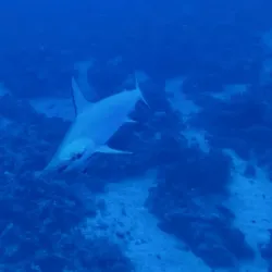 Red Sea Diving and Snorkeling - Yanbu