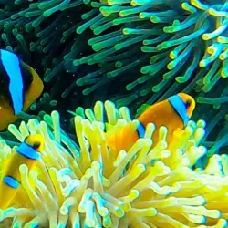 Red Sea Diving and Snorkeling - Yanbu