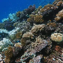 Red Sea Diving and Snorkeling - Yanbu