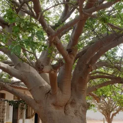 Village des Arts - Dakar