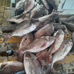 Mbour Fishing Port - Mbour