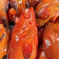 Mbour Fishing Port - Mbour