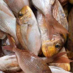 Mbour Fishing Port - Mbour