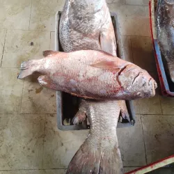 Mbour Fishing Port - Mbour