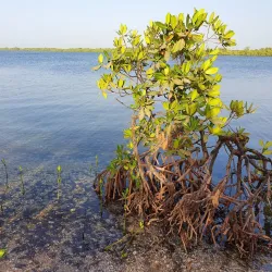 Sine-Saloum Delta - Mbour