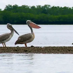 Sine-Saloum Delta - Mbour