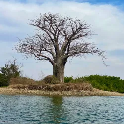Sine-Saloum Delta - Mbour