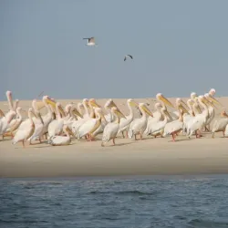 Langue de Barbarie National Park - Saint-Louis