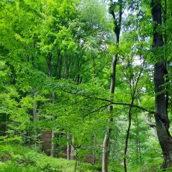 Homolje Mountains - Žagubica