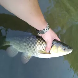 Mlava River - Žagubica