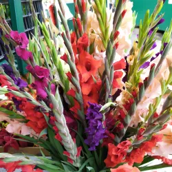 Aleksinac Market - Aleksinac