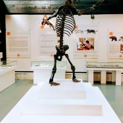 Arandjelovac Museum - Arandjelovac