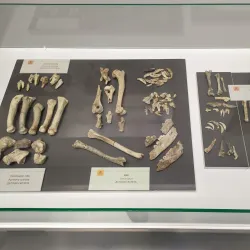 Arandjelovac Museum - Arandjelovac