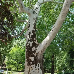 Bukovička Banja Park - Arandjelovac