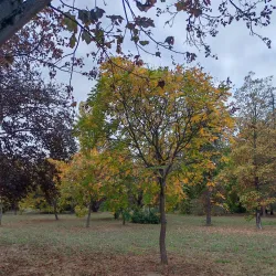 Karađorđe's Park - Bečej