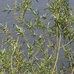 Tisa River Promenade - Bečej