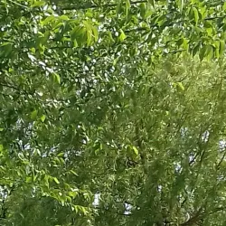 Tisa River Promenade - Bečej