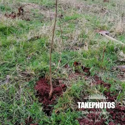 Crveni Breg (Red Hill) - Bor