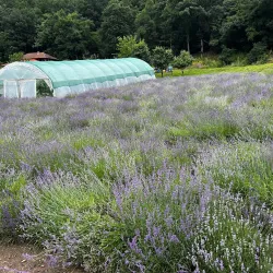 Monastery Vratna - Bor