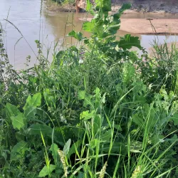 Resava River - Despotovac