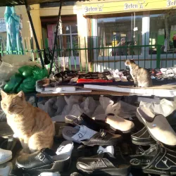 Local Market of Indjija - Indjija