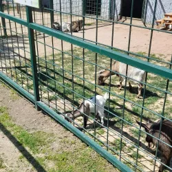 Jagodina Zoo - Jagodina