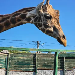 Jagodina Zoo - Jagodina