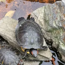 Kragujevac Zoo - Kragujevac