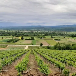 Trstenik Wine Region - Krusevac