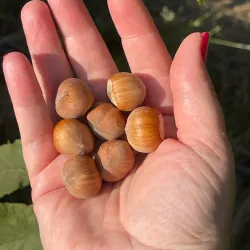 Agricultural Farms and Vineyards - Lajkovac