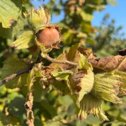 Agricultural Farms and Vineyards - Lajkovac