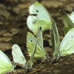 Vlasina Lake - Leskovac