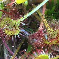 Vlasina Lake - Leskovac