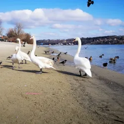 Strand Beach - Novi Sad