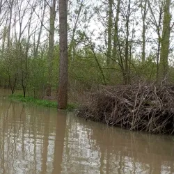 Sava River Promenade - Sabac