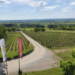 Local Winery Tours - Smederevska Palanka