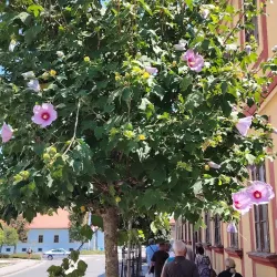 Cultural Center Sremska Mitrovica - Sremska Mitrovica