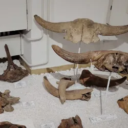 Cultural Center Sremska Mitrovica - Sremska Mitrovica