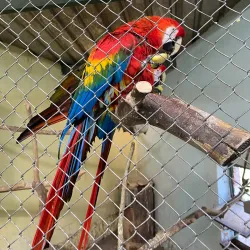 Palic Zoo - Subotica