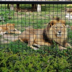 Palic Zoo - Subotica