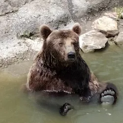 Palic Zoo - Subotica