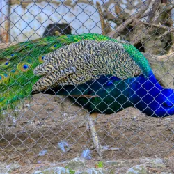 Palic Zoo - Subotica