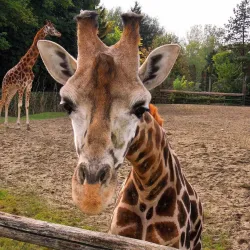 Palic Zoo - Subotica