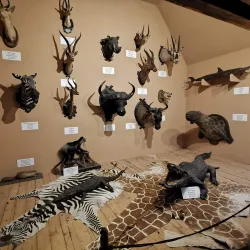 Subotica City Museum - Subotica