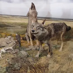 Subotica City Museum - Subotica