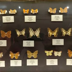 Subotica City Museum - Subotica