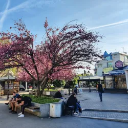 Local Markets and Traditional Cuisine - Titel