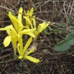 Nature Trails around Titel - Titel