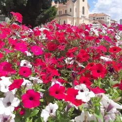The Orthodox Cathedral of Saint John of Nepomuk - Zrenjanin